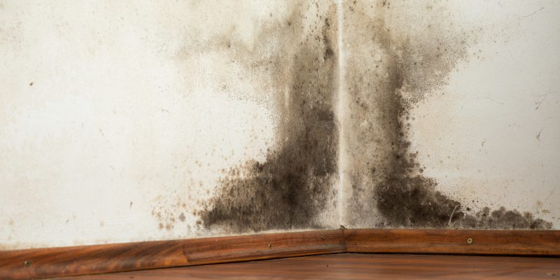 Mold Remediation in Naples, Florida